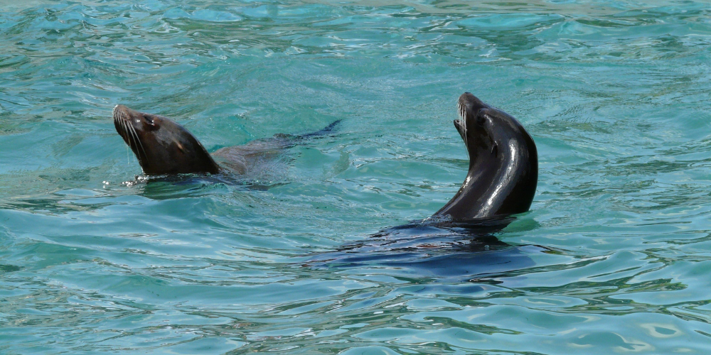 Meet the US Navy's Gamer Sea Lions and Dolphins: Their Underwater World Just Got More Exciting!